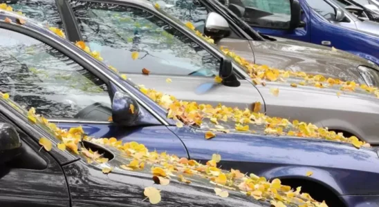 Опасные листья: 3 причины, почему стоит избегать их на дороге и машине