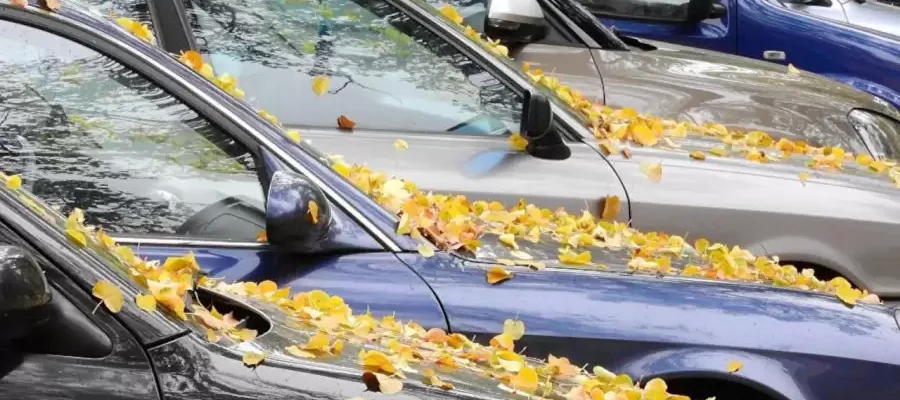 Опасные листья: 3 причины, почему стоит избегать их на дороге и машине