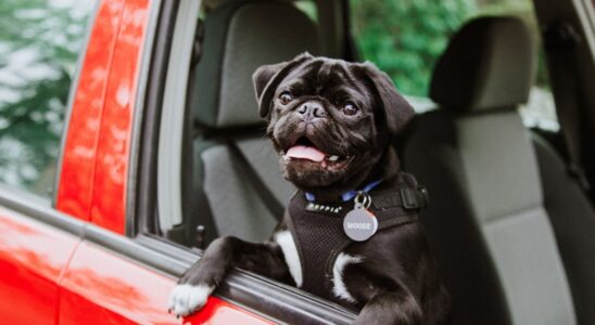 Лучшие автомобили для владельцев собак: рейтинг и рекомендации от Avtoservis34.ru