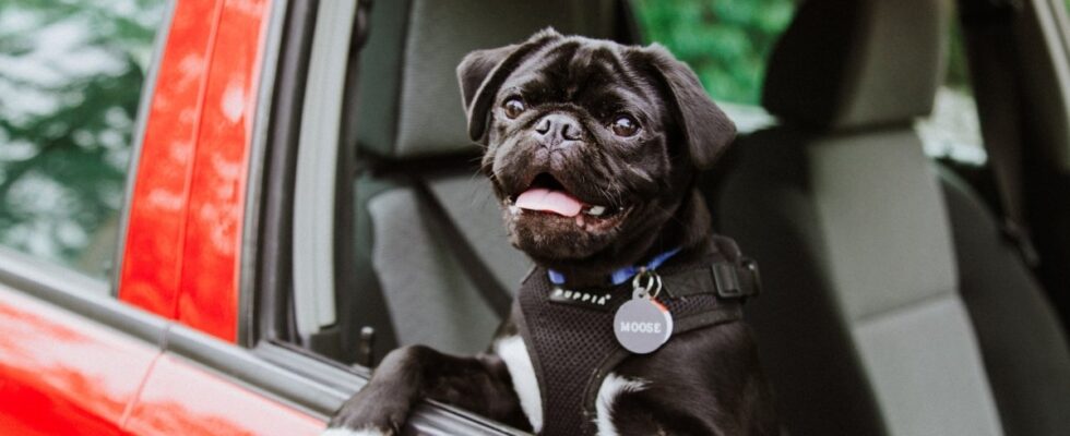 Лучшие автомобили для владельцев собак: рейтинг и рекомендации от Avtoservis34.ru