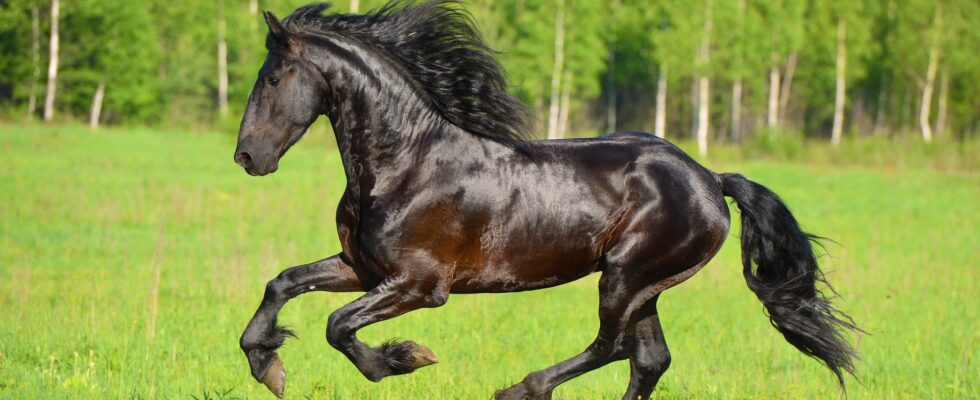 Автомобильные эмблемы: угадай марку по деталям логотипа