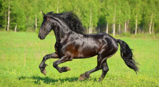 Угадай автомобиль по эмблеме: интересная игра для автолюбителей